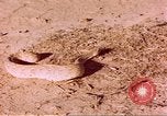 Standbild Snake Afrika südlich der Sahara, 1958, aus Sekunde 60 historischem Filmmaterial Videoclip 65675058728