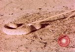 Standbild Snake Afrika südlich der Sahara, 1958, aus Sekunde 61 historischem Filmmaterial Videoclip 65675058728