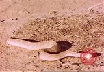 Standbild Snake Afrika südlich der Sahara, 1958, aus Sekunde 62 historischem Filmmaterial Videoclip 65675058728