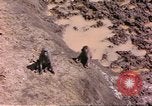 Standbild Affen Afrika südlich der Sahara, 1958, aus Sekunde 5 historischem Filmmaterial Videoclip 65675058729