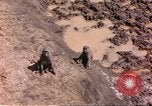 Standbild Affen Afrika südlich der Sahara, 1958, aus Sekunde 6 historischem Filmmaterial Videoclip 65675058729