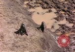 Standbild Affen Afrika südlich der Sahara, 1958, aus Sekunde 8 historischem Filmmaterial Videoclip 65675058729