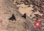 Standbild Affen Afrika südlich der Sahara, 1958, aus Sekunde 9 historischem Filmmaterial Videoclip 65675058729