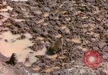 Standbild Affen Afrika südlich der Sahara, 1958, aus Sekunde 11 historischem Filmmaterial Videoclip 65675058729