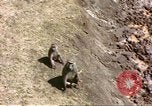 Standbild Affen Afrika südlich der Sahara, 1958, aus Sekunde 19 historischem Filmmaterial Videoclip 65675058729