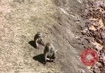 Standbild Affen Afrika südlich der Sahara, 1958, aus Sekunde 20 historischem Filmmaterial Videoclip 65675058729