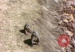 Standbild Affen Afrika südlich der Sahara, 1958, aus Sekunde 21 historischem Filmmaterial Videoclip 65675058729