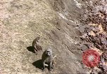 Standbild Affen Afrika südlich der Sahara, 1958, aus Sekunde 25 historischem Filmmaterial Videoclip 65675058729
