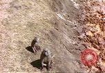 Standbild Affen Afrika südlich der Sahara, 1958, aus Sekunde 26 historischem Filmmaterial Videoclip 65675058729