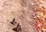 Standbild Affen Afrika südlich der Sahara, 1958, aus Sekunde 29 historischem Filmmaterial Videoclip 65675058729