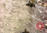 Standbild Affen Afrika südlich der Sahara, 1958, aus Sekunde 30 historischem Filmmaterial Videoclip 65675058729