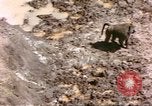 Standbild Affen Afrika südlich der Sahara, 1958, aus Sekunde 32 historischem Filmmaterial Videoclip 65675058729