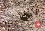 Standbild Affen Afrika südlich der Sahara, 1958, aus Sekunde 33 historischem Filmmaterial Videoclip 65675058729