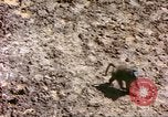 Standbild Affen Afrika südlich der Sahara, 1958, aus Sekunde 34 historischem Filmmaterial Videoclip 65675058729