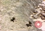 Standbild Affen Afrika südlich der Sahara, 1958, aus Sekunde 36 historischem Filmmaterial Videoclip 65675058729