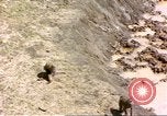 Standbild Affen Afrika südlich der Sahara, 1958, aus Sekunde 37 historischem Filmmaterial Videoclip 65675058729