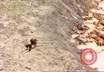 Standbild Affen Afrika südlich der Sahara, 1958, aus Sekunde 40 historischem Filmmaterial Videoclip 65675058729