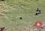 Standbild Affen Afrika südlich der Sahara, 1958, aus Sekunde 44 historischem Filmmaterial Videoclip 65675058729