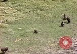 Standbild Affen Afrika südlich der Sahara, 1958, aus Sekunde 45 historischem Filmmaterial Videoclip 65675058729