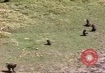 Standbild Affen Afrika südlich der Sahara, 1958, aus Sekunde 46 historischem Filmmaterial Videoclip 65675058729