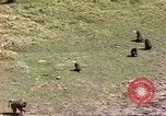 Standbild Affen Afrika südlich der Sahara, 1958, aus Sekunde 47 historischem Filmmaterial Videoclip 65675058729