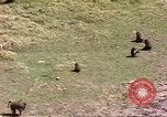 Standbild Affen Afrika südlich der Sahara, 1958, aus Sekunde 49 historischem Filmmaterial Videoclip 65675058729