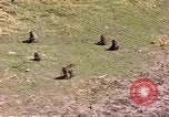 Standbild Affen Afrika südlich der Sahara, 1958, aus Sekunde 51 historischem Filmmaterial Videoclip 65675058729