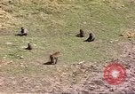 Standbild Affen Afrika südlich der Sahara, 1958, aus Sekunde 53 historischem Filmmaterial Videoclip 65675058729