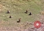 Standbild Affen Afrika südlich der Sahara, 1958, aus Sekunde 55 historischem Filmmaterial Videoclip 65675058729