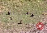 Standbild Affen Afrika südlich der Sahara, 1958, aus Sekunde 56 historischem Filmmaterial Videoclip 65675058729
