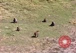Standbild Affen Afrika südlich der Sahara, 1958, aus Sekunde 57 historischem Filmmaterial Videoclip 65675058729