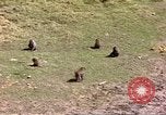 Standbild Affen Afrika südlich der Sahara, 1958, aus Sekunde 58 historischem Filmmaterial Videoclip 65675058729