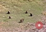 Standbild Affen Afrika südlich der Sahara, 1958, aus Sekunde 59 historischem Filmmaterial Videoclip 65675058729
