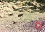 Standbild Affen Afrika südlich der Sahara, 1958, aus Sekunde 60 historischem Filmmaterial Videoclip 65675058729
