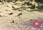 Standbild Affen Afrika südlich der Sahara, 1958, aus Sekunde 61 historischem Filmmaterial Videoclip 65675058729