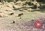 Standbild Affen Afrika südlich der Sahara, 1958, aus Sekunde 62 historischem Filmmaterial Videoclip 65675058729