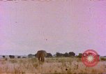 Standbild Elefanten Afrika südlich der Sahara, 1958, aus Sekunde 1 historischem Filmmaterial Videoclip 65675058730