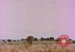 Standbild Elefanten Afrika südlich der Sahara, 1958, aus Sekunde 8 historischem Filmmaterial Videoclip 65675058730