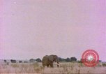 Standbild Elefanten Afrika südlich der Sahara, 1958, aus Sekunde 9 historischem Filmmaterial Videoclip 65675058730