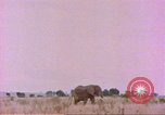 Standbild Elefanten Afrika südlich der Sahara, 1958, aus Sekunde 10 historischem Filmmaterial Videoclip 65675058730