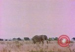 Standbild Elefanten Afrika südlich der Sahara, 1958, aus Sekunde 12 historischem Filmmaterial Videoclip 65675058730