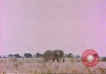 Standbild Elefanten Afrika südlich der Sahara, 1958, aus Sekunde 13 historischem Filmmaterial Videoclip 65675058730