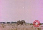 Standbild Elefanten Afrika südlich der Sahara, 1958, aus Sekunde 14 historischem Filmmaterial Videoclip 65675058730