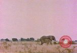Standbild Elefanten Afrika südlich der Sahara, 1958, aus Sekunde 16 historischem Filmmaterial Videoclip 65675058730
