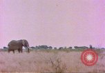 Standbild Elefanten Afrika südlich der Sahara, 1958, aus Sekunde 21 historischem Filmmaterial Videoclip 65675058730
