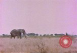 Standbild Elefanten Afrika südlich der Sahara, 1958, aus Sekunde 22 historischem Filmmaterial Videoclip 65675058730