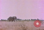 Standbild Elefanten Afrika südlich der Sahara, 1958, aus Sekunde 23 historischem Filmmaterial Videoclip 65675058730