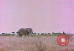 Standbild Elefanten Afrika südlich der Sahara, 1958, aus Sekunde 24 historischem Filmmaterial Videoclip 65675058730