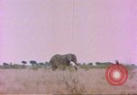 Standbild Elefanten Afrika südlich der Sahara, 1958, aus Sekunde 26 historischem Filmmaterial Videoclip 65675058730