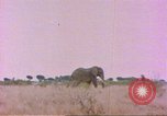 Standbild Elefanten Afrika südlich der Sahara, 1958, aus Sekunde 27 historischem Filmmaterial Videoclip 65675058730